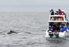 Las gigantes ballenas jorobadas y sus ciclos de vida
